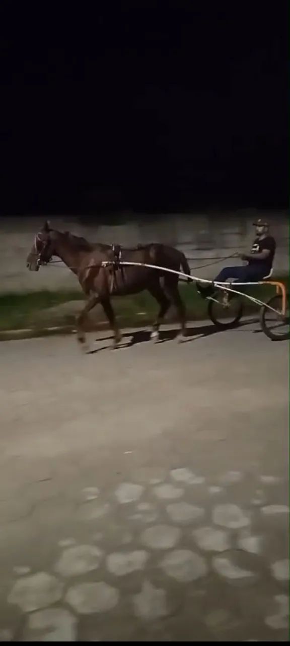 Cavalos  - Foto 2