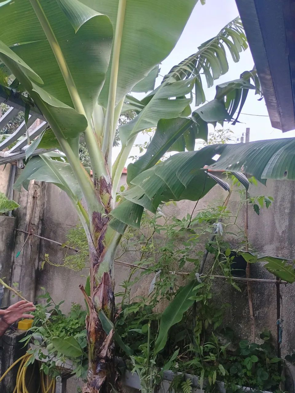 Pe de Banana ?
