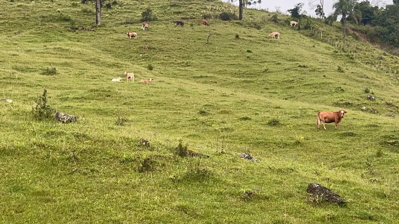 Terreno com Chalé e Galpão Coletivos  - Foto 3