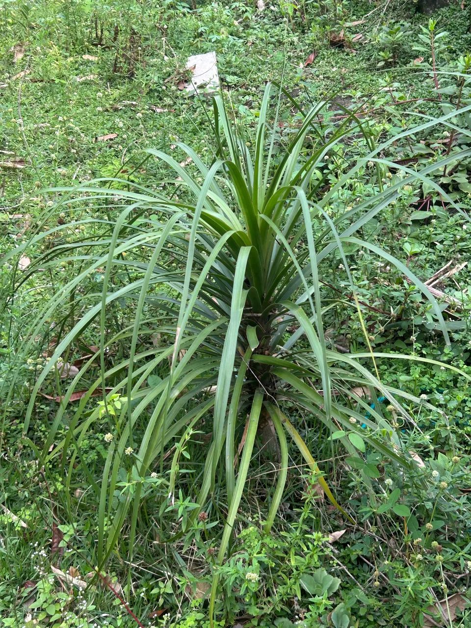 Planta Pata de elefante 