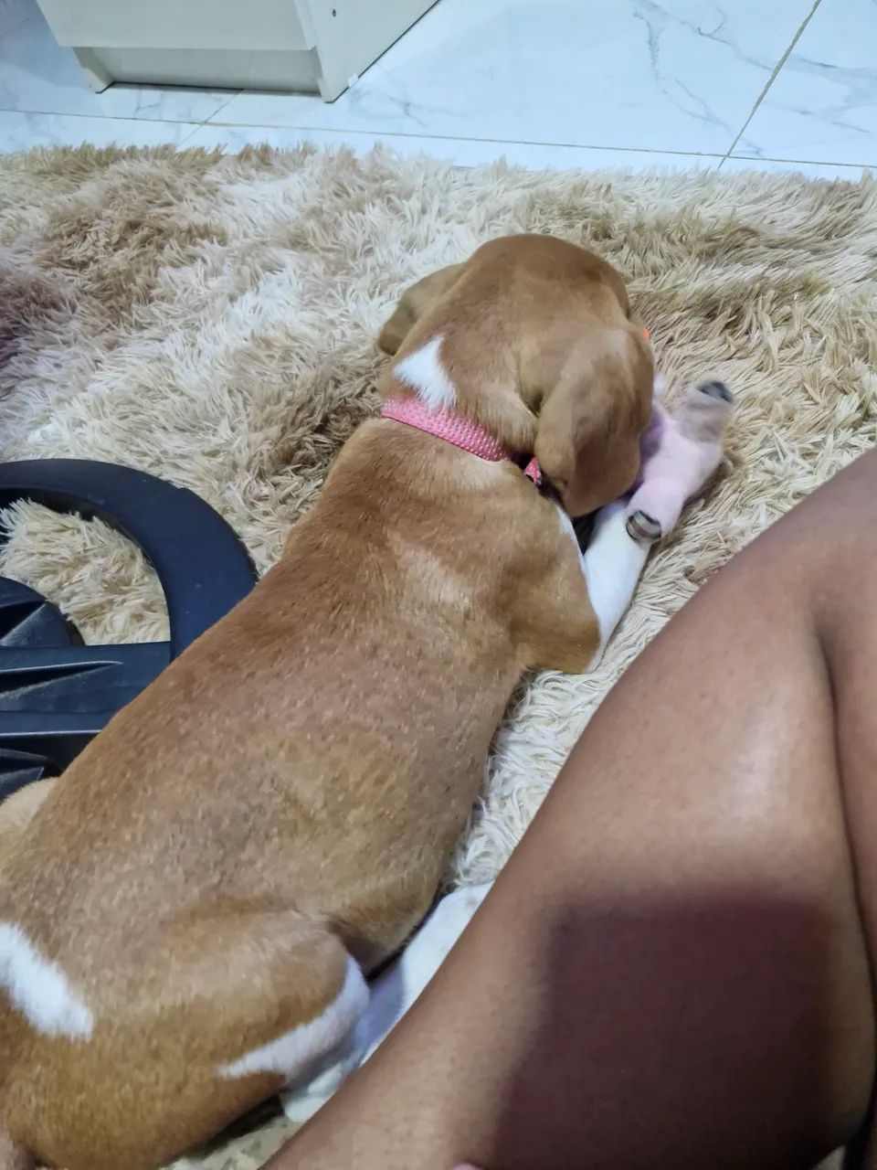 Vendendo filhote de  Beagle - Foto 3