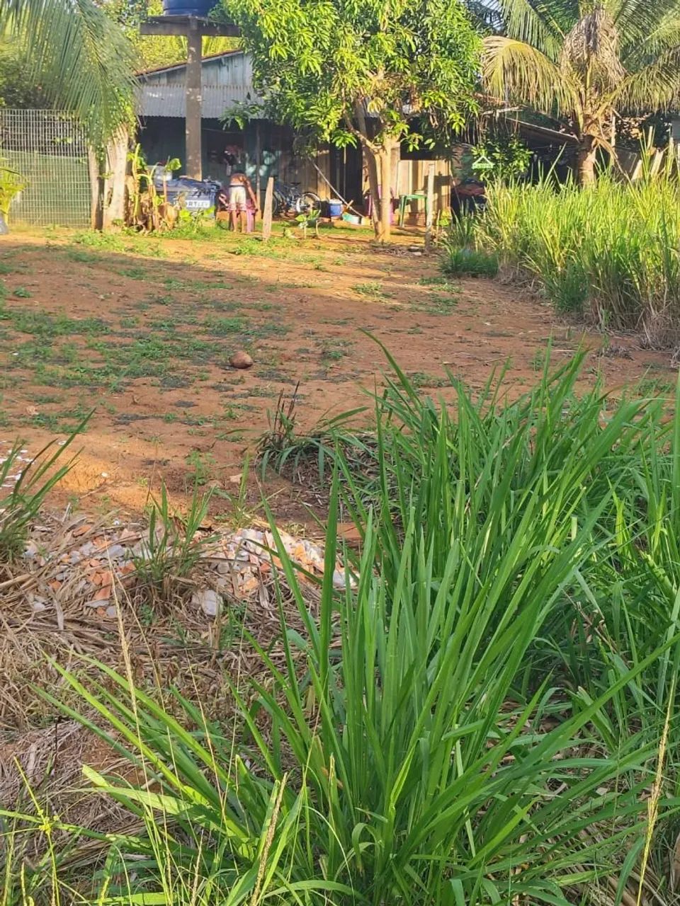 Lote - Foto 2