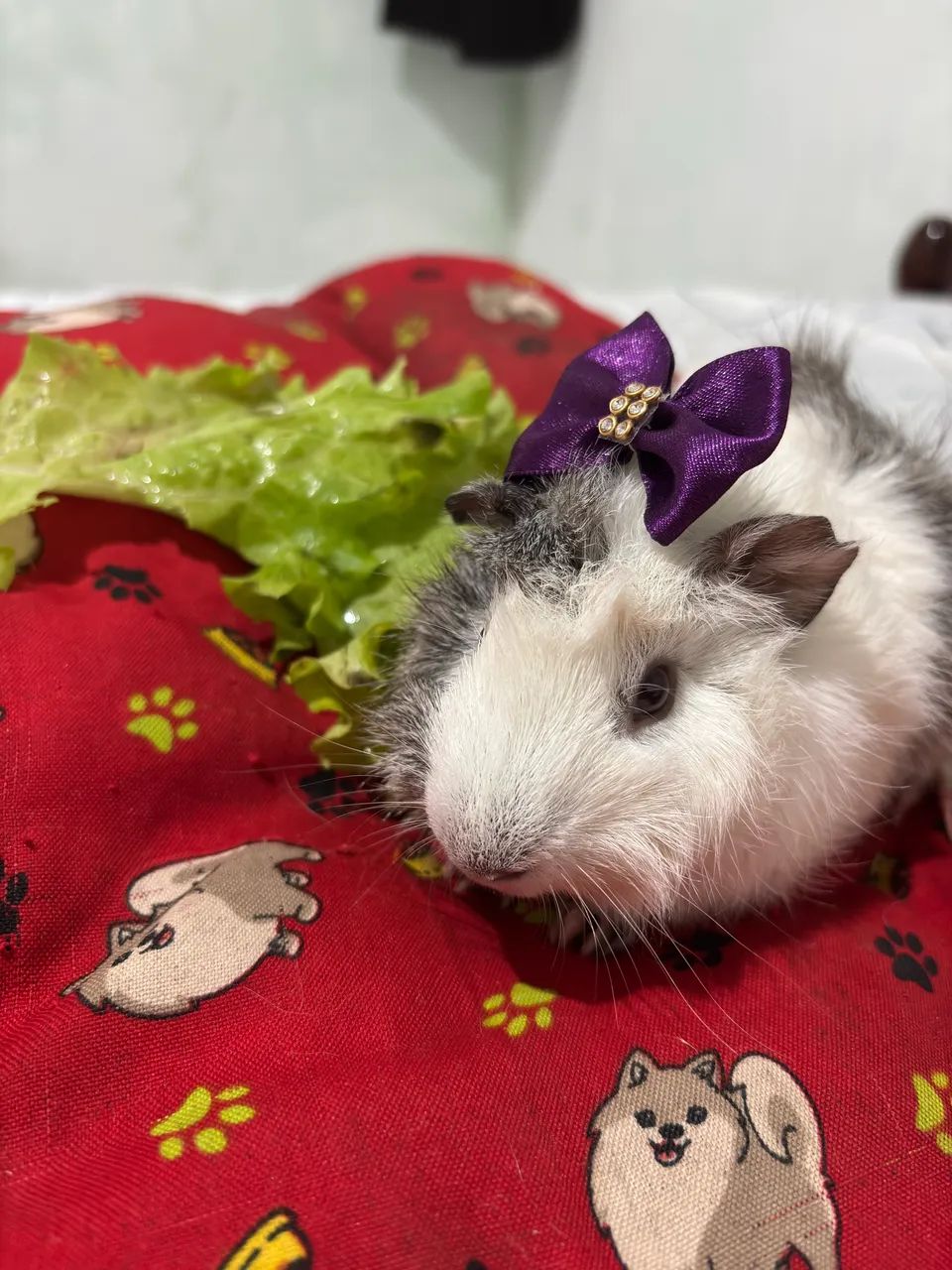 Porquinha Da Índia  - Foto 2