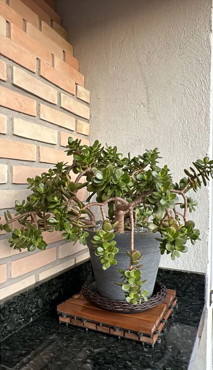 Plantas  - Foto 4