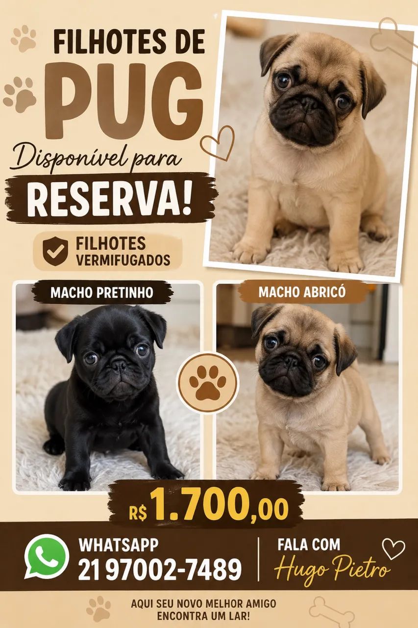 Filhotes de Pug 