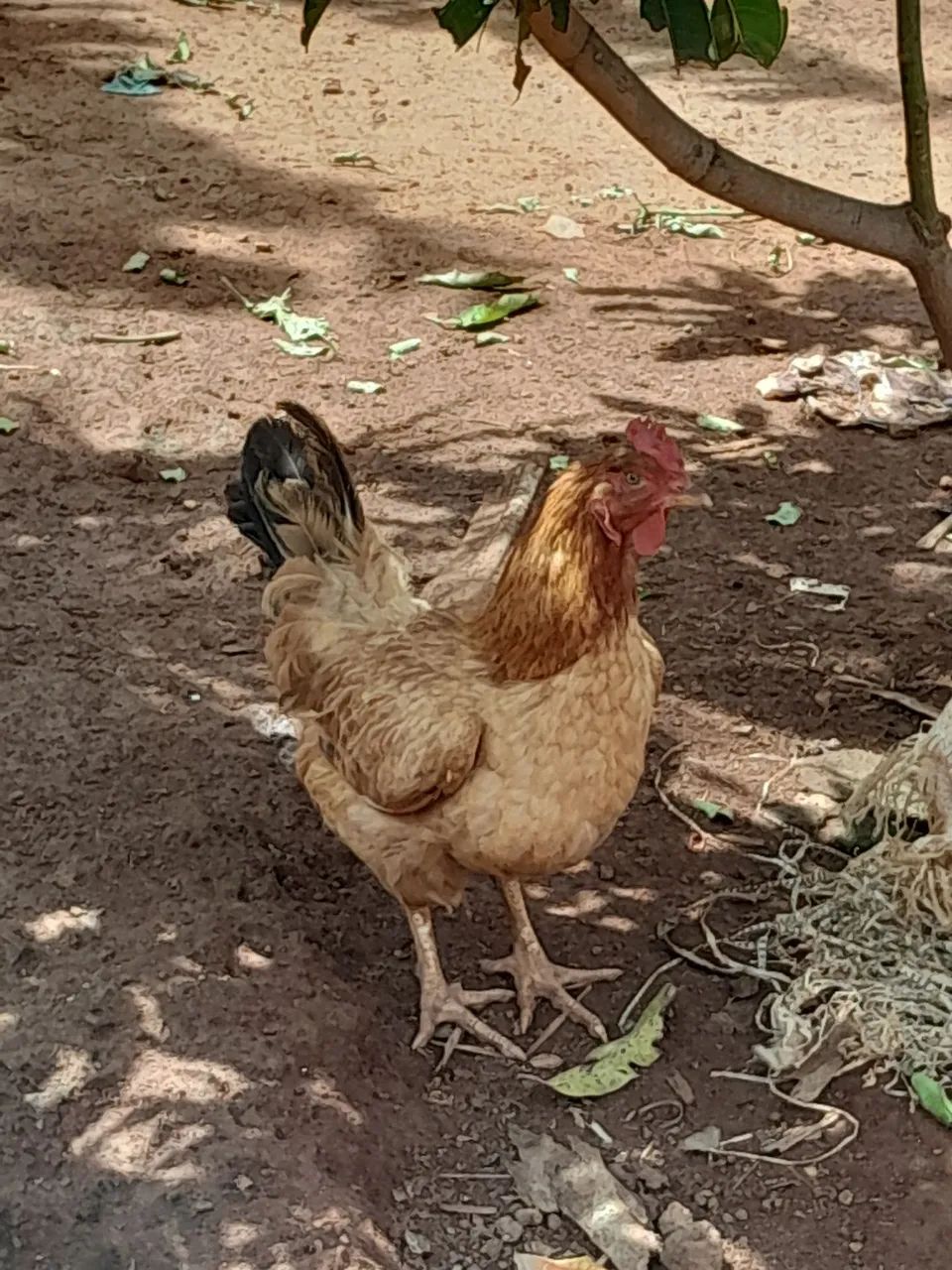 Vende-se 3 galinha e 1 galo. 