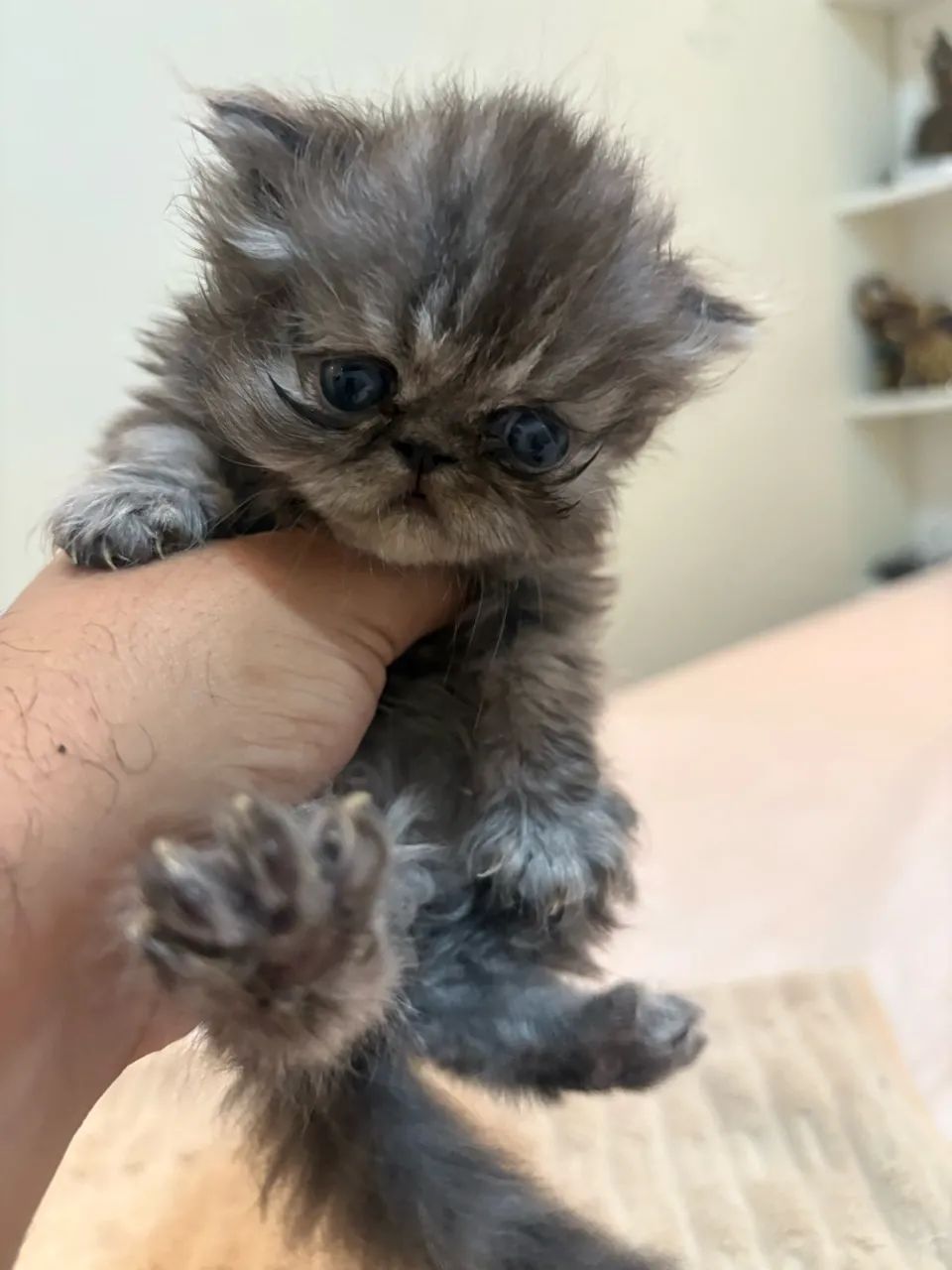 Gato Persa