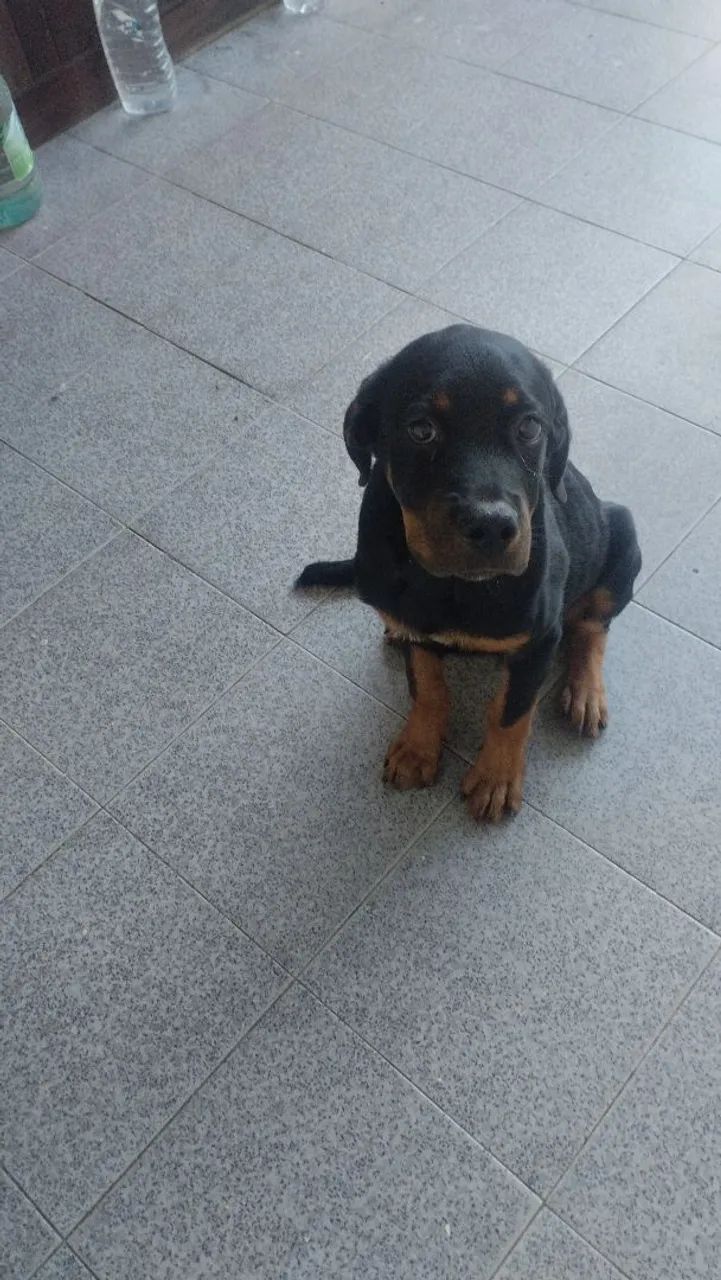 Rottweiler pra vender 