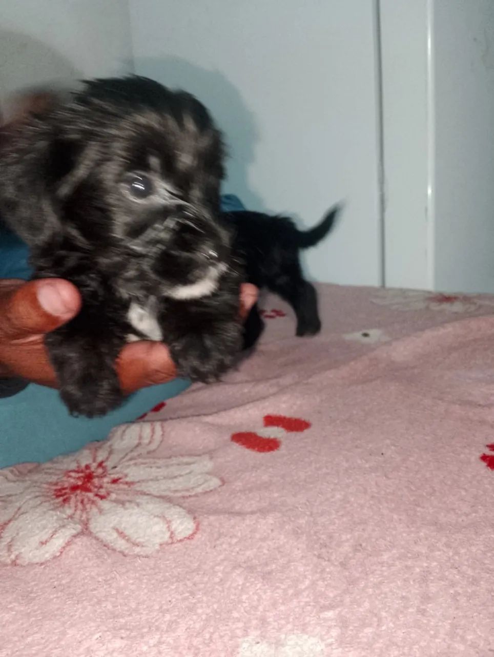 Cachorro  - Foto 2