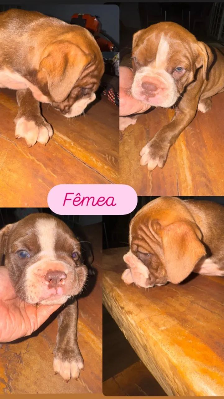 Buldogue campeiro  - Foto 4