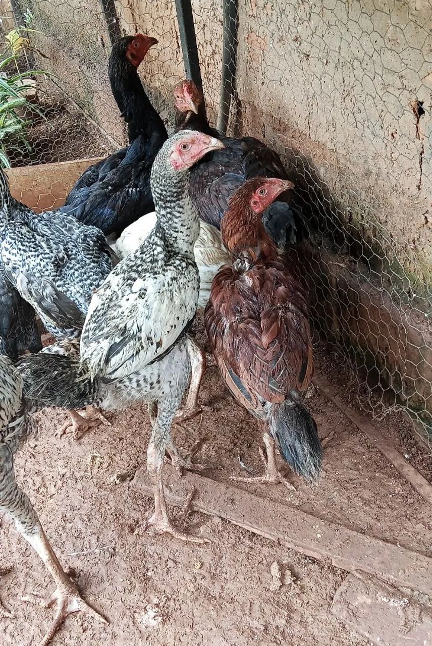 Frango caipira  - Foto 4