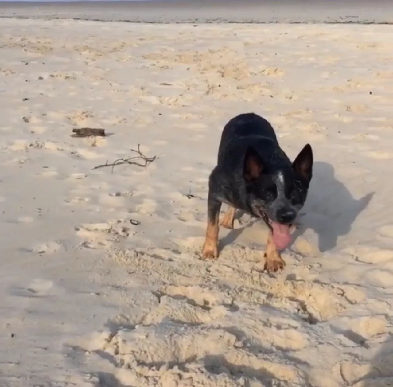Blue Heeler  - Foto 5