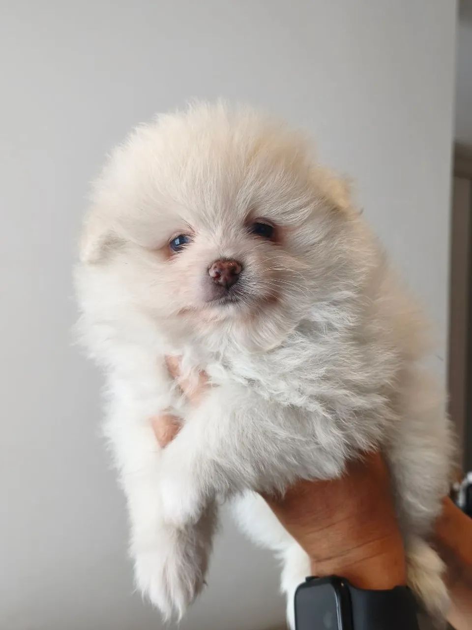 Spitz alemão - Foto 4