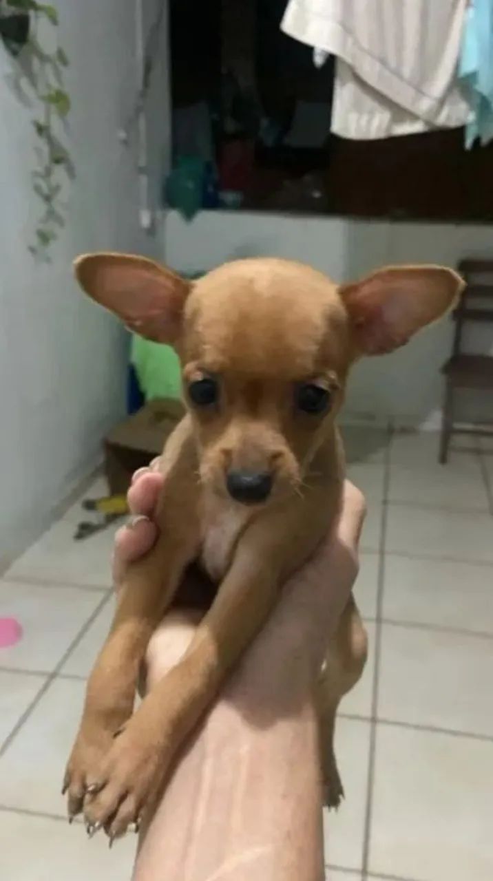 Pinscher zero - Foto 3