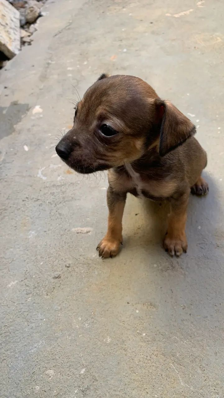 Doação de cachorro - Foto 3