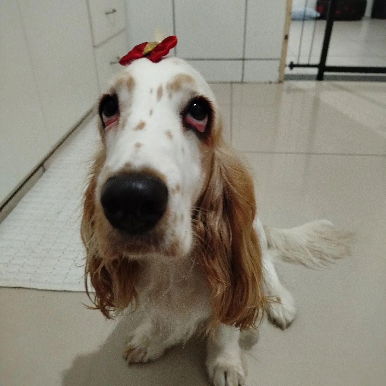 Cocker spaniel americano  - Foto 3