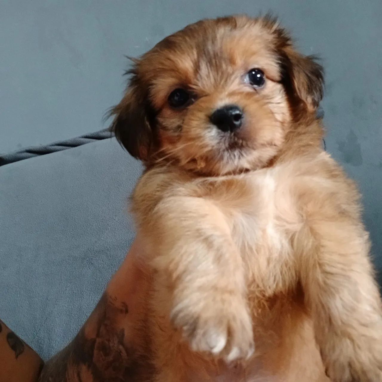Cachorro 