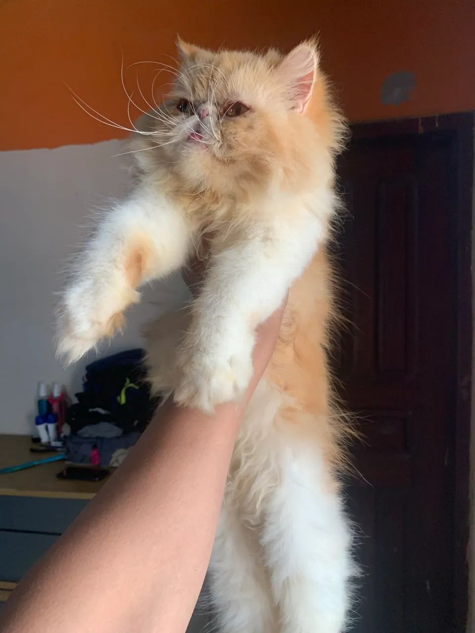 Gato persa macho  - Foto 2