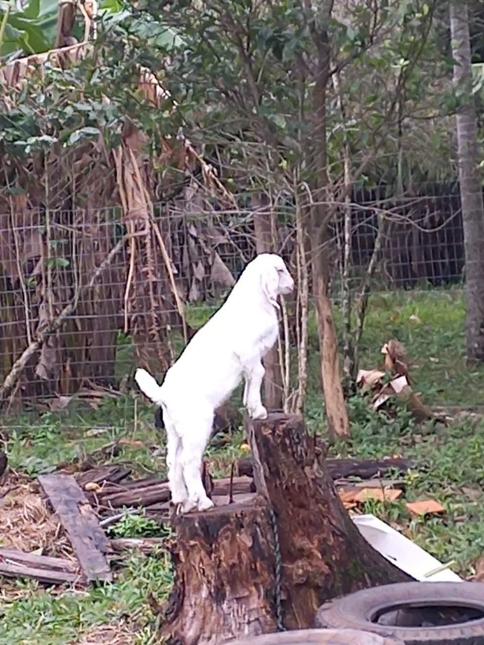 Cabrito  - Foto 3