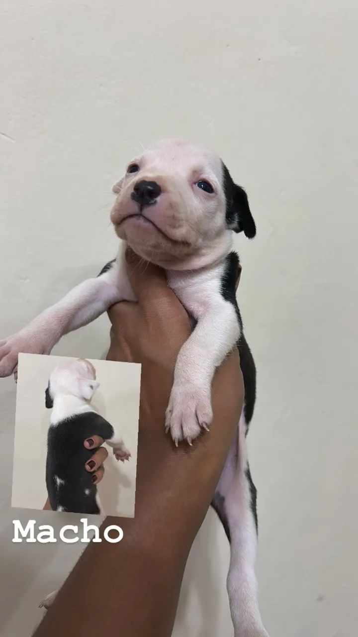 Pitbulls PURO - Foto 5