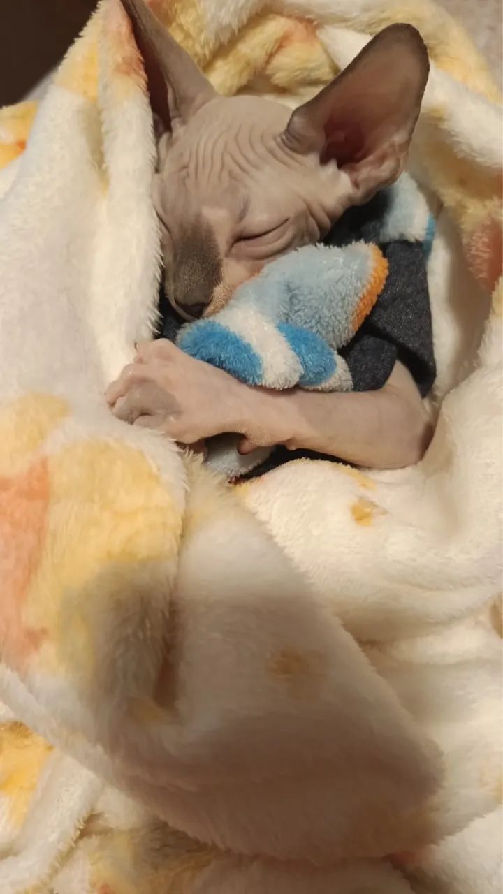 Gato sem pelo - Foto 4