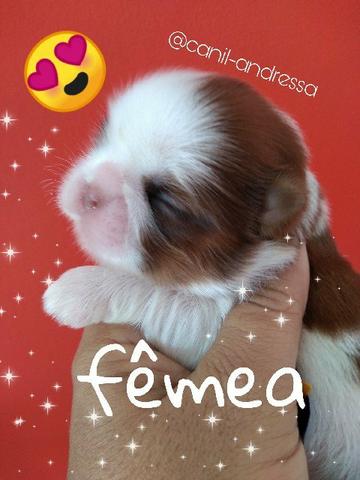 Shih tzu belíssimos