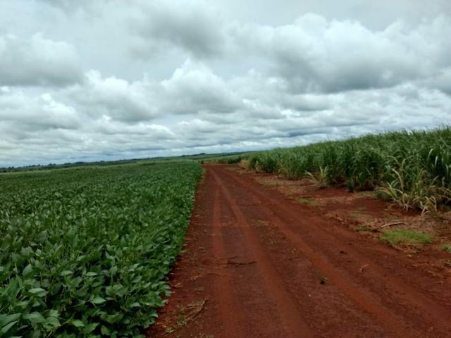 Fazenda Arrendamento 165 Alq Parana - Foto 4