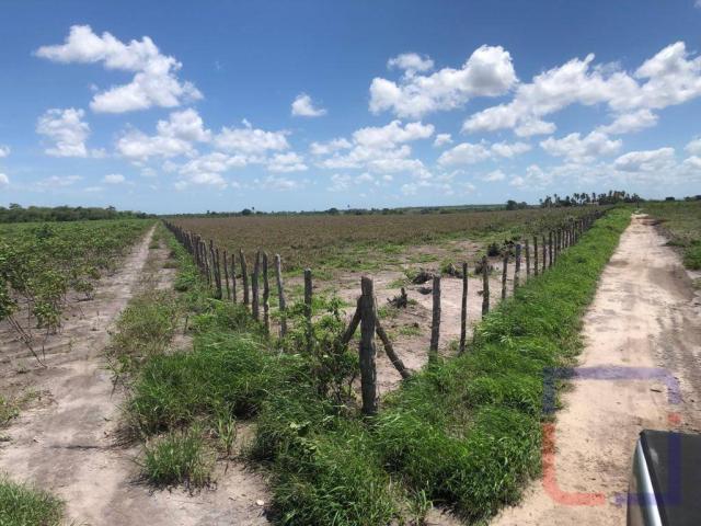 Fazenda com 3 dormitórios à venda, 530000 m² por R$ 1.400.000 - Centro - Curral de Cima/PB - Foto 6