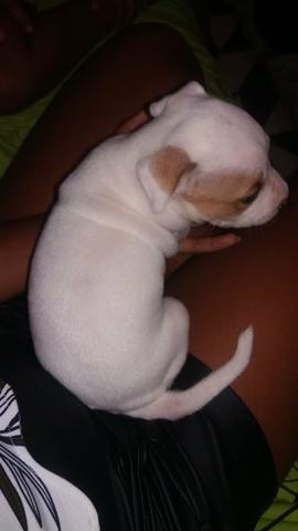 Cachorro pitbull