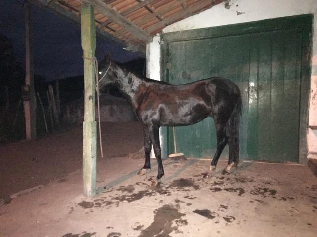 Vendo potro de 1 ano e 11 meses, ótimo de marcha picada - Foto 5