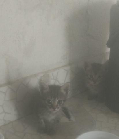 Gatinhos precisando de um lar - Foto 2