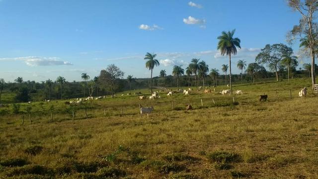 Fazenda - Foto 5