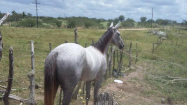 Égua quarto de milha linhagem de corrida - Foto 2