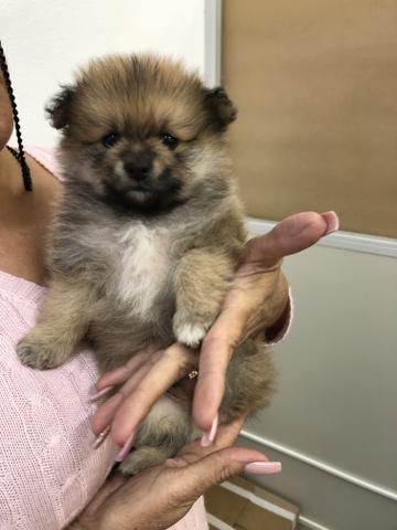 Lulu da Pomerânia - SPITZ ALEMÃO ANÃO (macho) - Foto 6