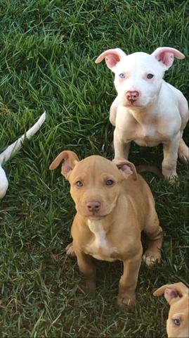Filhotes de Pitbull - Foto 2