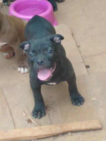 Filhotes de Pitbull - Foto 3