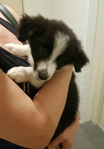 Filhote de Border Collie - Foto 3
