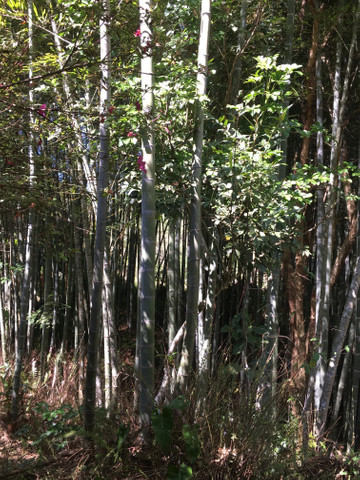 Bambu in natura para retirada - Foto 5