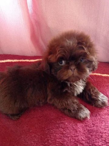 shihtzu - Foto 3