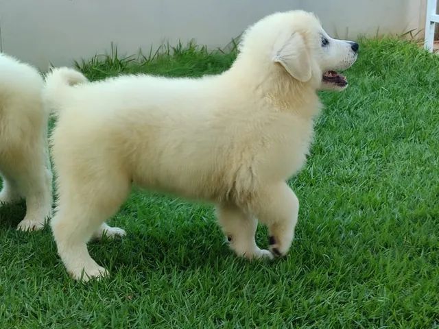 Cachorro - Filhote Pastor Maremano Abruzes - Pastor Maremano Abruzes -  Navegantes - Pastor Maremano Abruzes