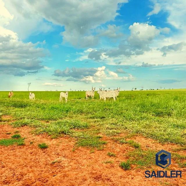 Faz em Nova Andradina-MS, 5.793 hectares. - Foto 9