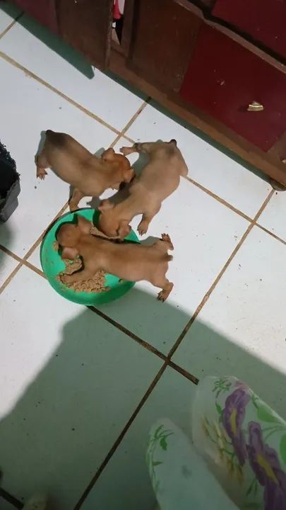 Vende-se cachorro pinscher número um - Foto 5