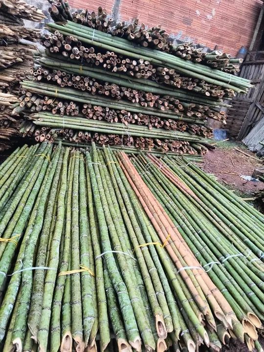 Estaca para plantio de tomate ? - Foto 6