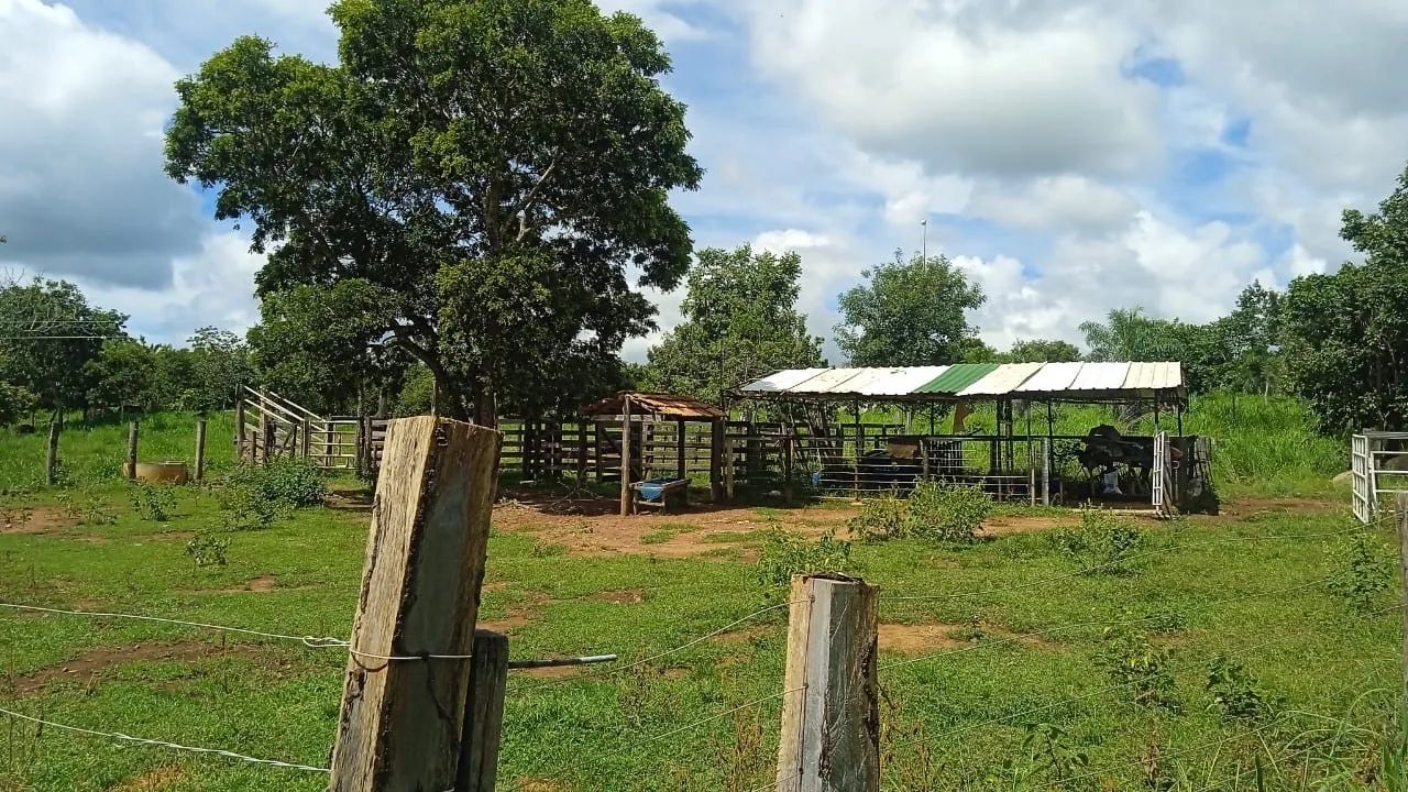 VENDO FAZENDA TERRA, GADO, ROÇA - Foto 6