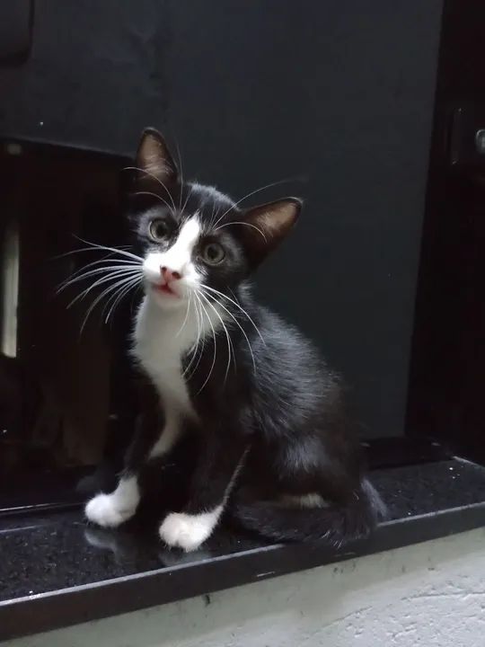 Duas gatinhas fofinhas para adoção responsável. - Foto 6