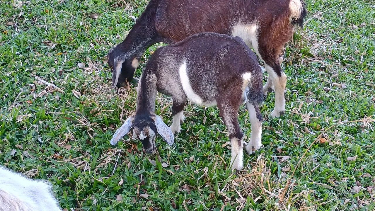 Bode pra venda - Ótimo para reproduz com Cabra leiteira! - Foto 2
