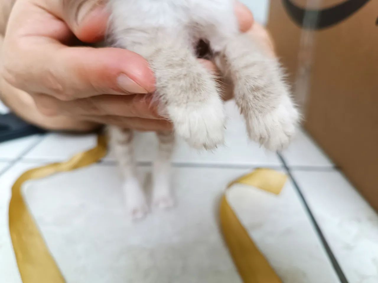 Gata filhote disponível pra adoção  - Foto 5