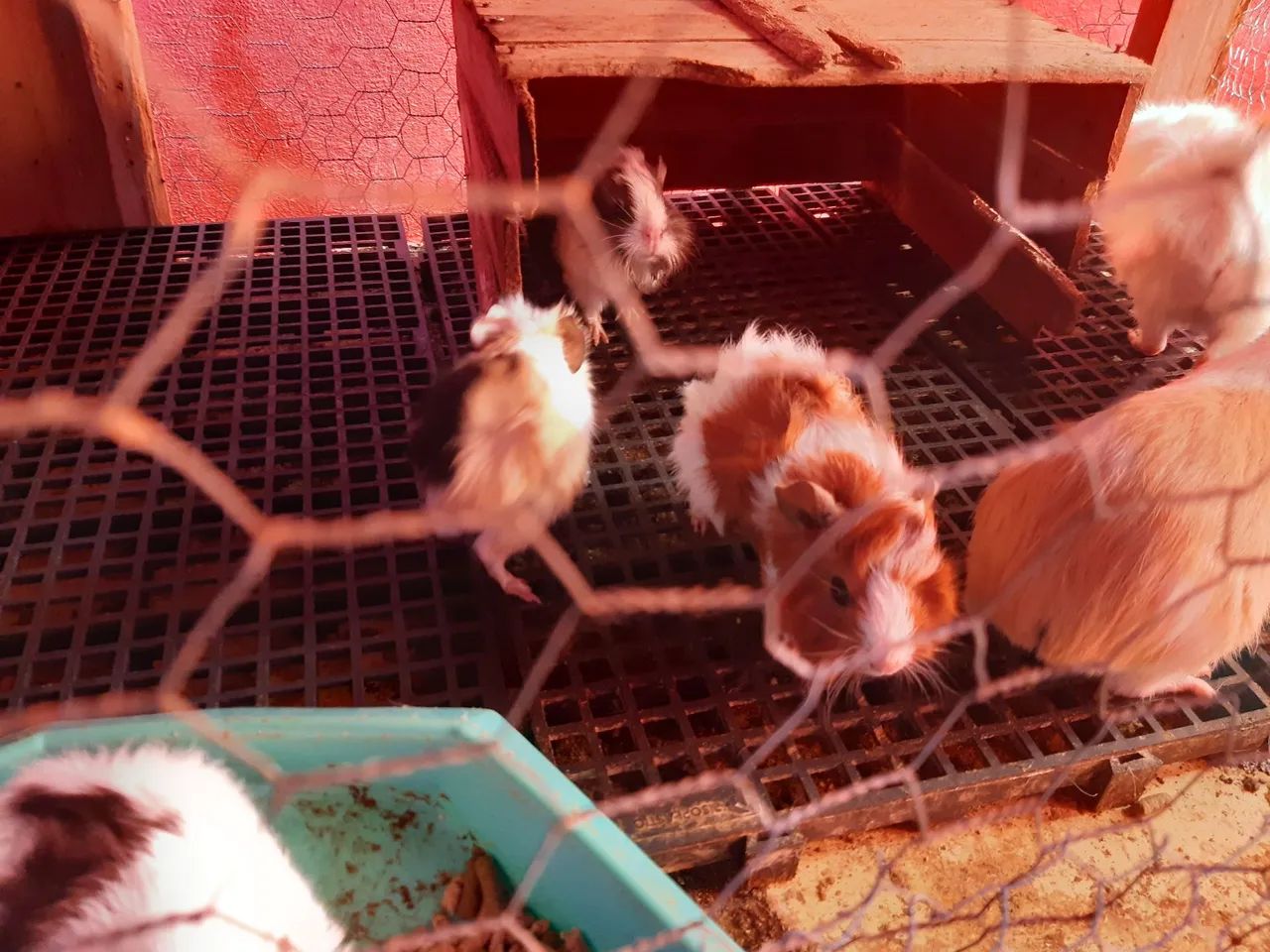 Porquinho da india  - Foto 2