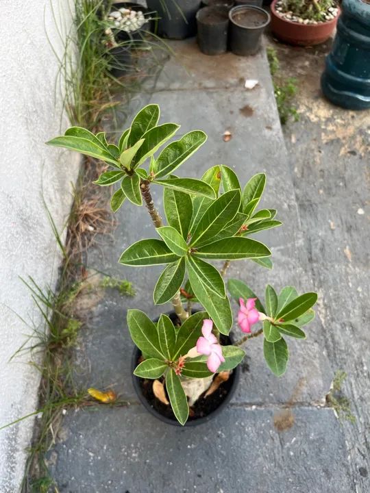 Rosa do deserto arabicum.  - Foto 3