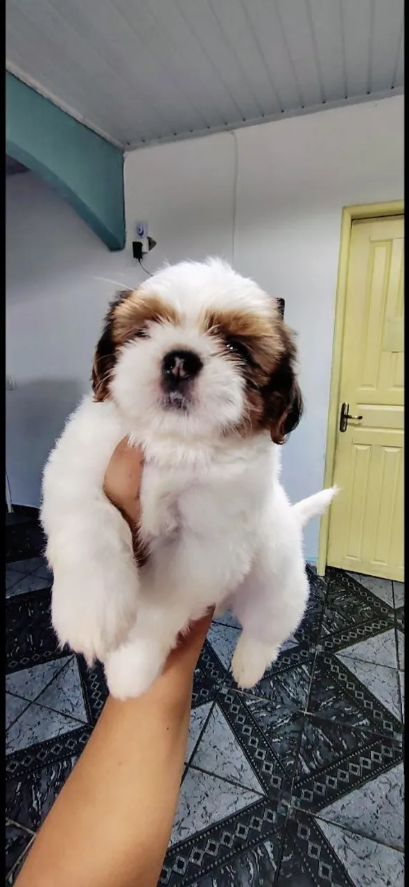 Filhote Shih Tzu fofo e charmoso!